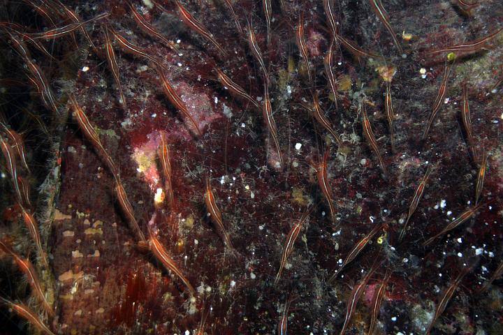 MergulhoPedrinha 085.jpg